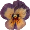 Emoji 077