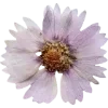 Эмодзи 078