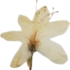 Emoji 082