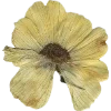 Emoji 085