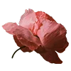 Emoji 043