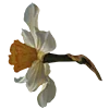 Emoji 053