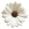 Emoji 007