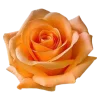 Emoji 008