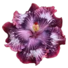 Emoji 015