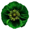 Emoji 016