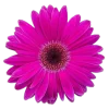 Emoji 022