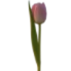 Emoji 007