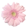Emoji 019