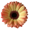Emoji 026