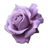 Emoji 031