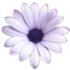 Emoji 043
