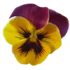 Emoji 044
