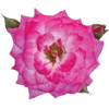 Emoji 046