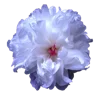 Emoji 047