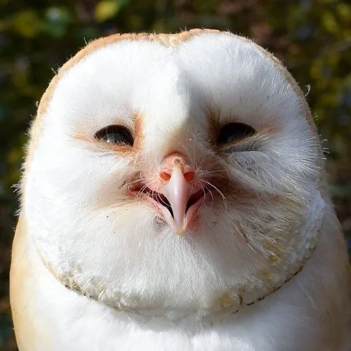 Стикер 036