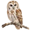 Emoji 005