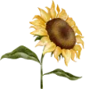 Emoji 047