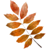 Emoji 055