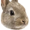 Emoji 012