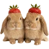 Emoji 037